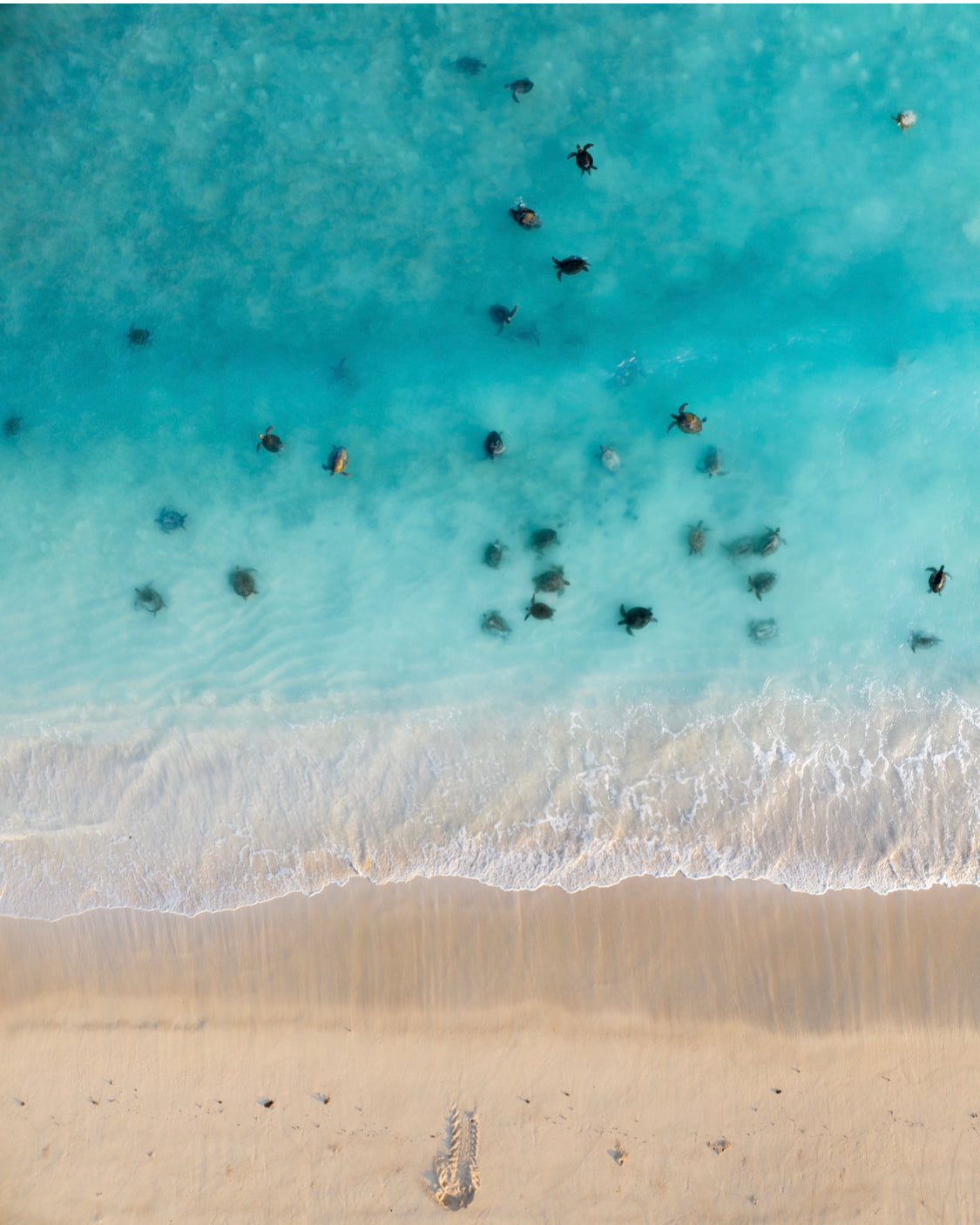Turtles | Ningaloo