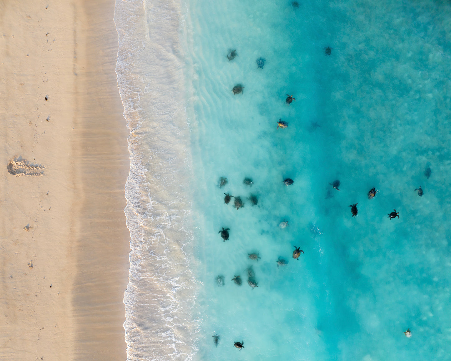 Turtles | Ningaloo