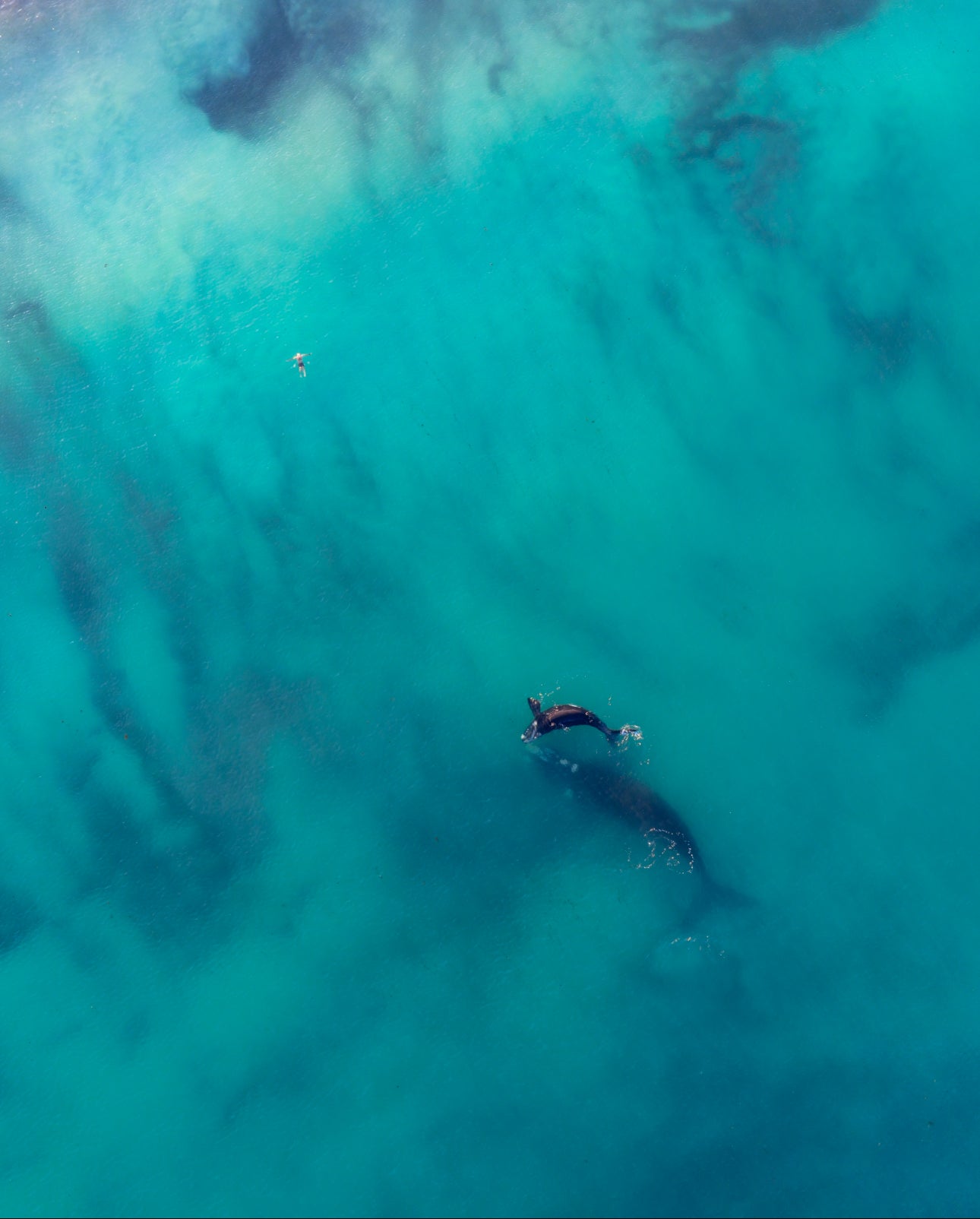 Swimmings with Whales