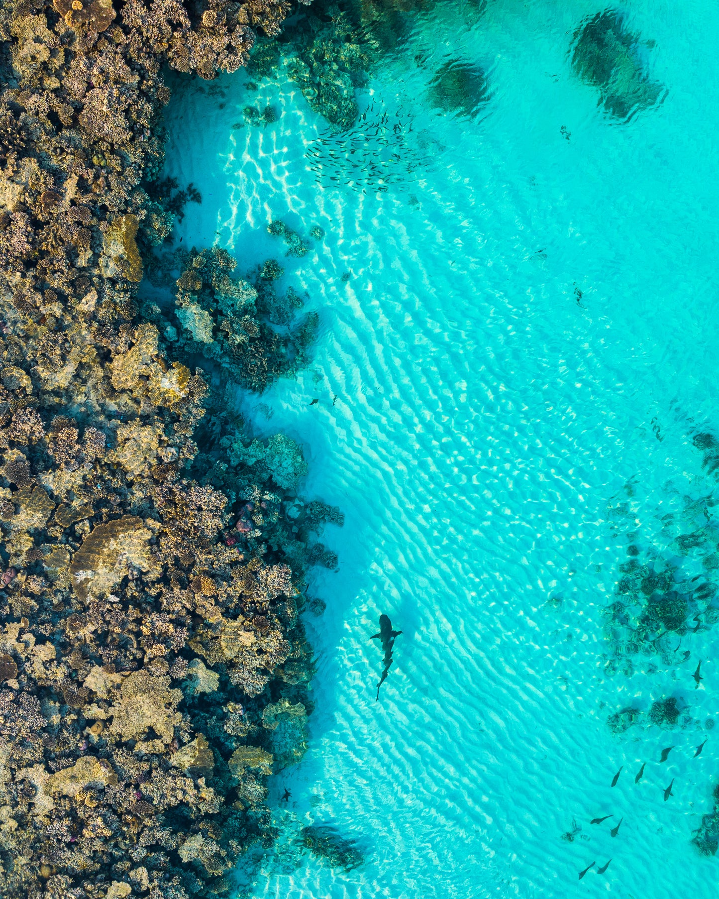 The Reef | Ningaloo