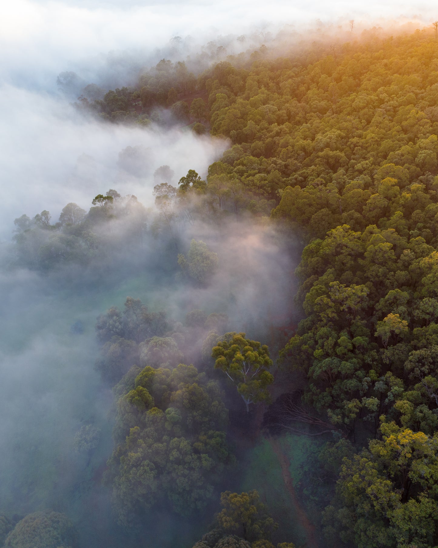 Misty Mornings