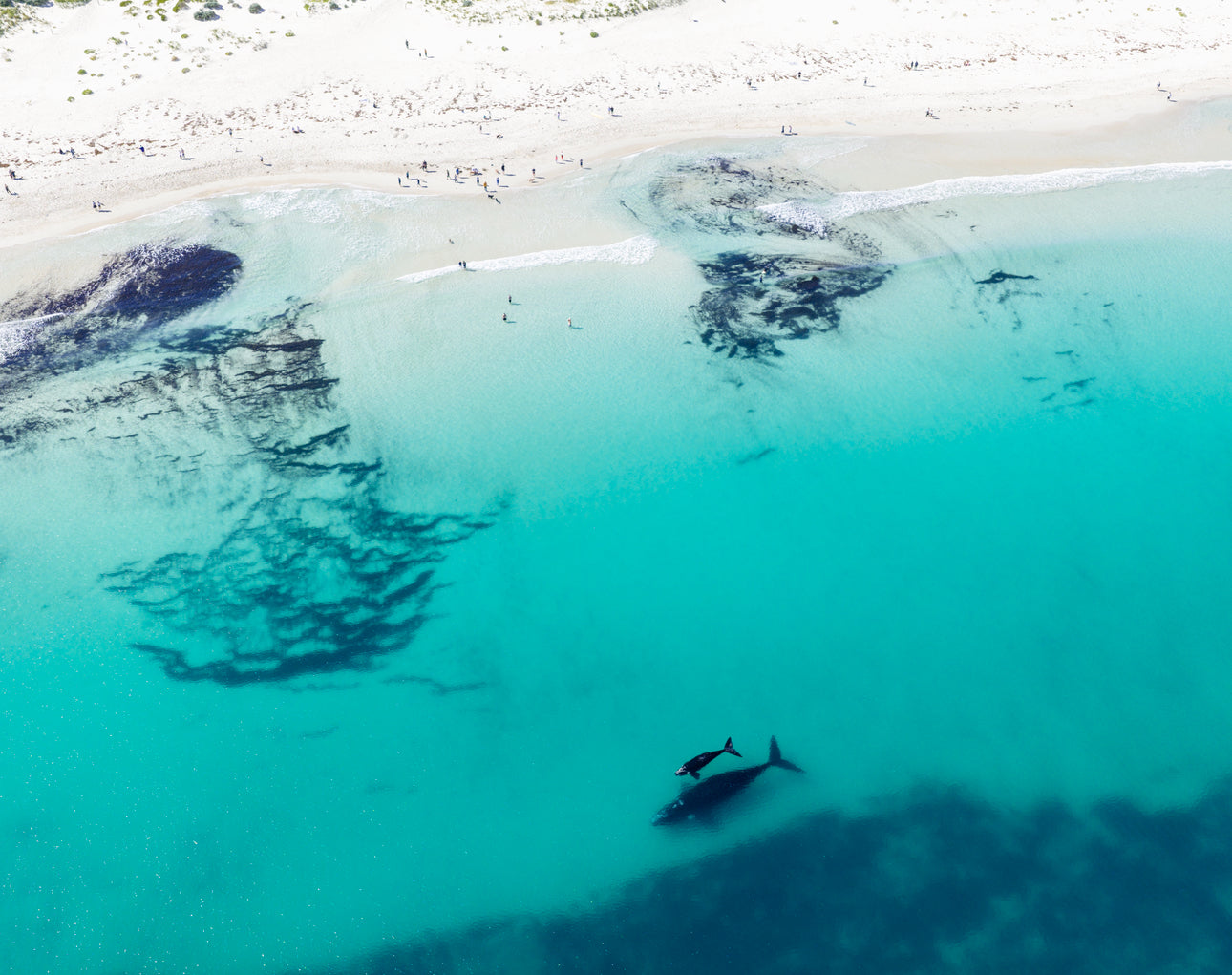 Whales 2025 2