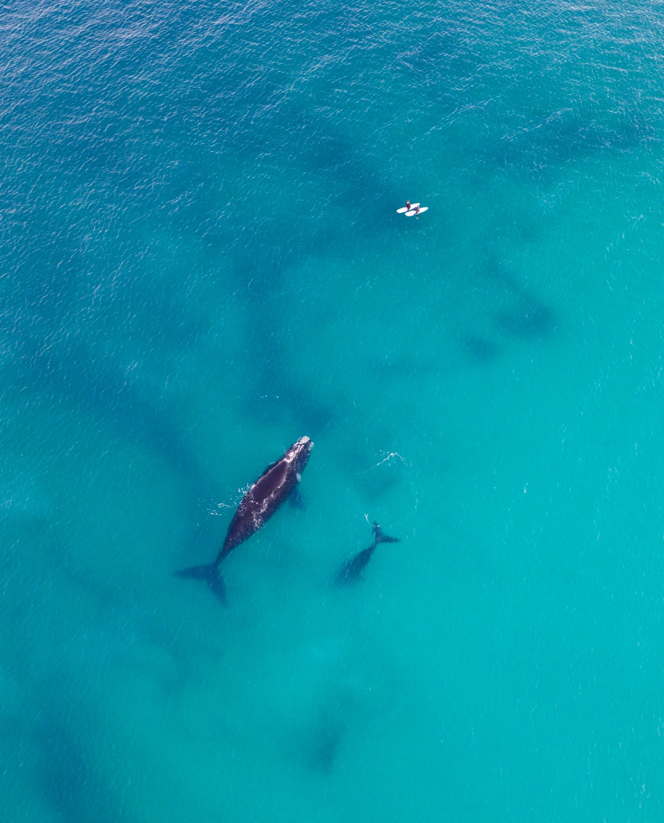 Whales 2025 5