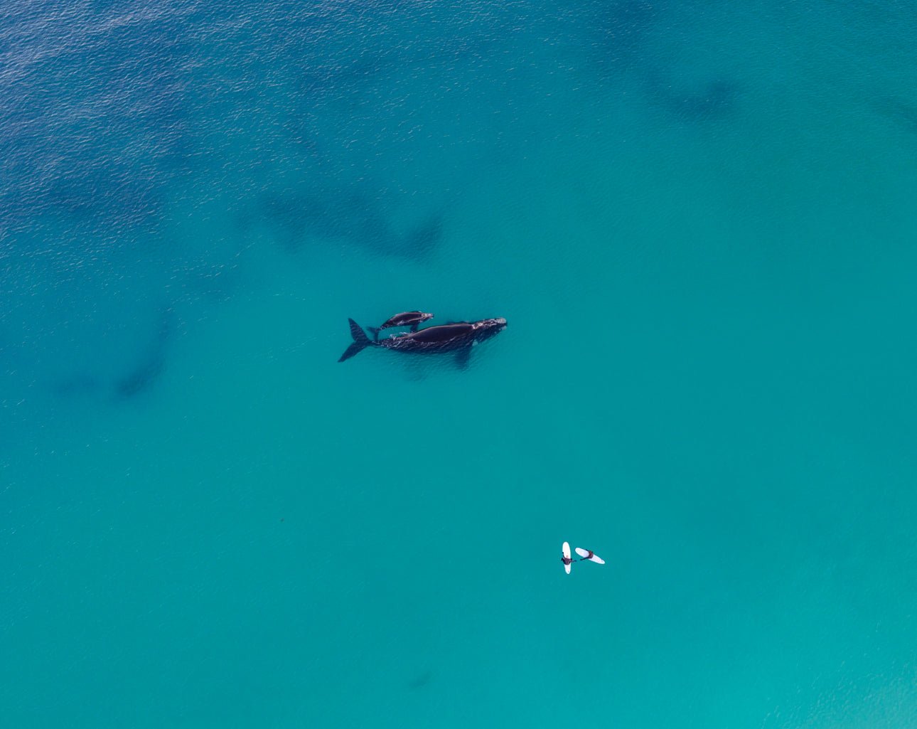Whales 2025 7