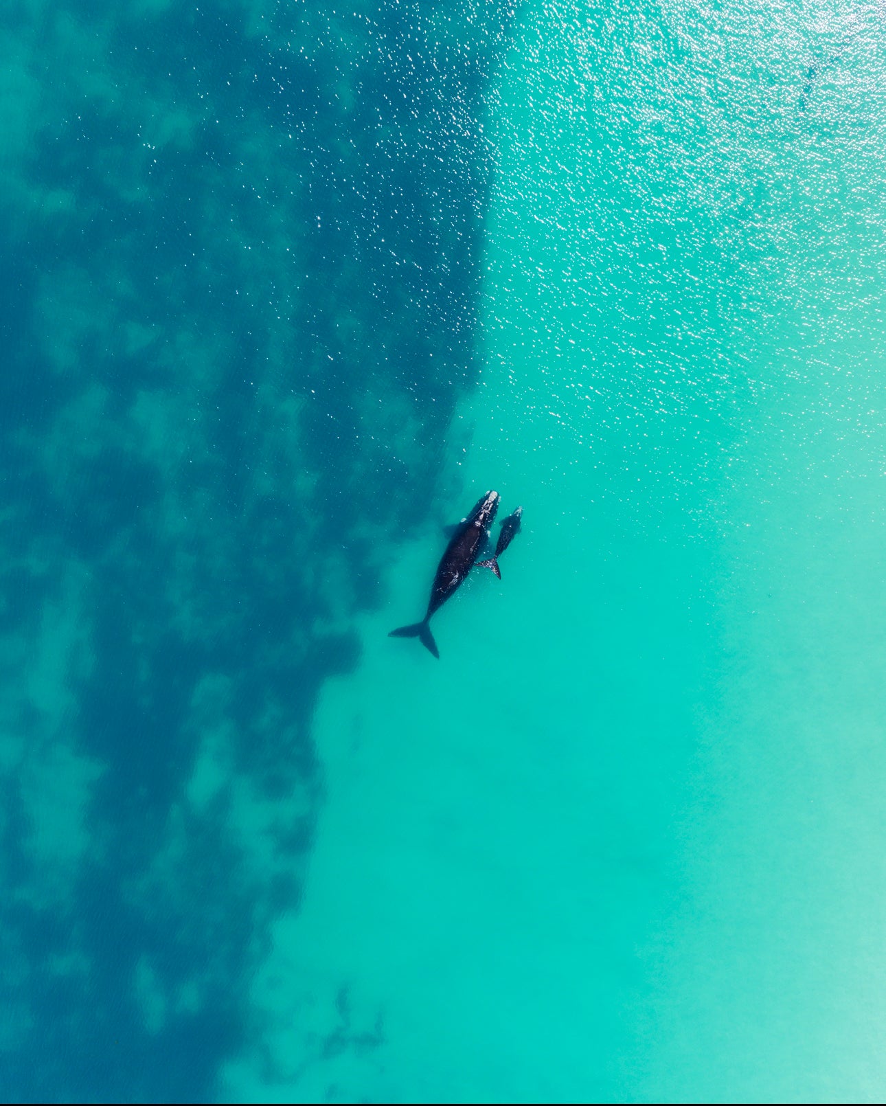 Whales 2025