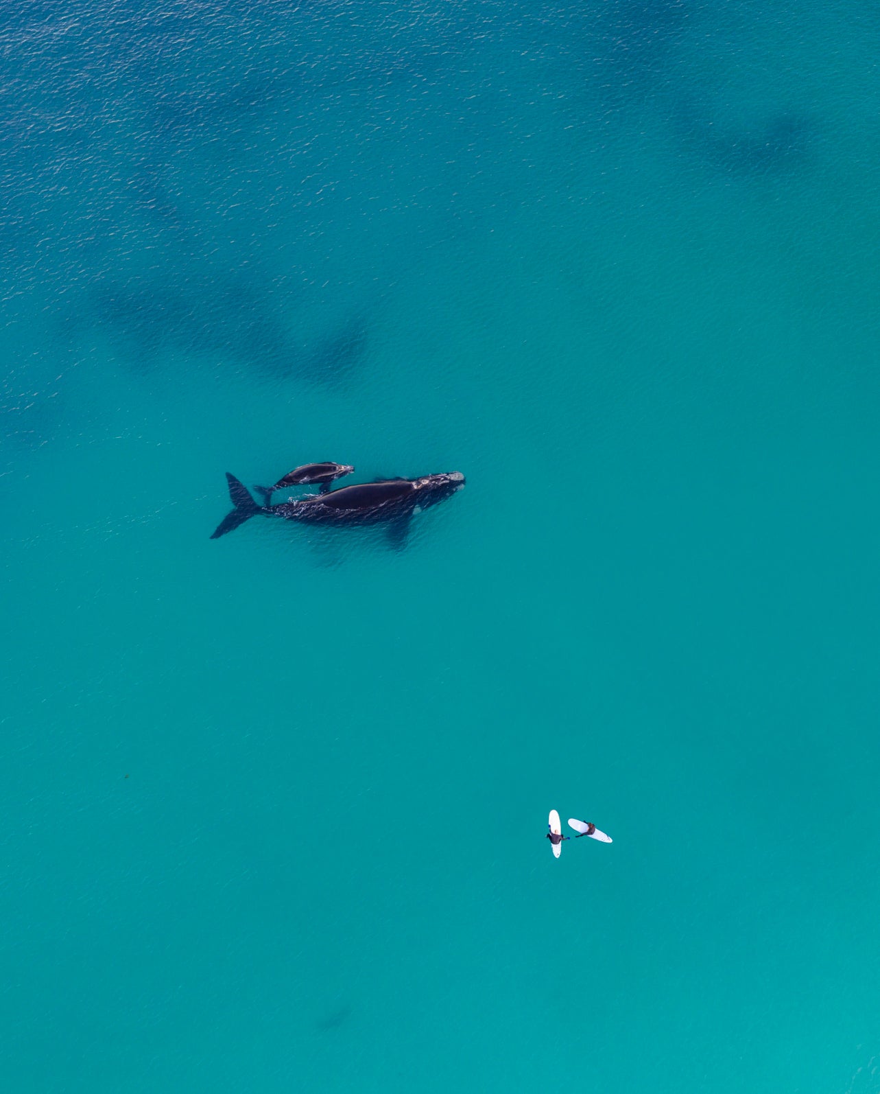 Whales 2025 7