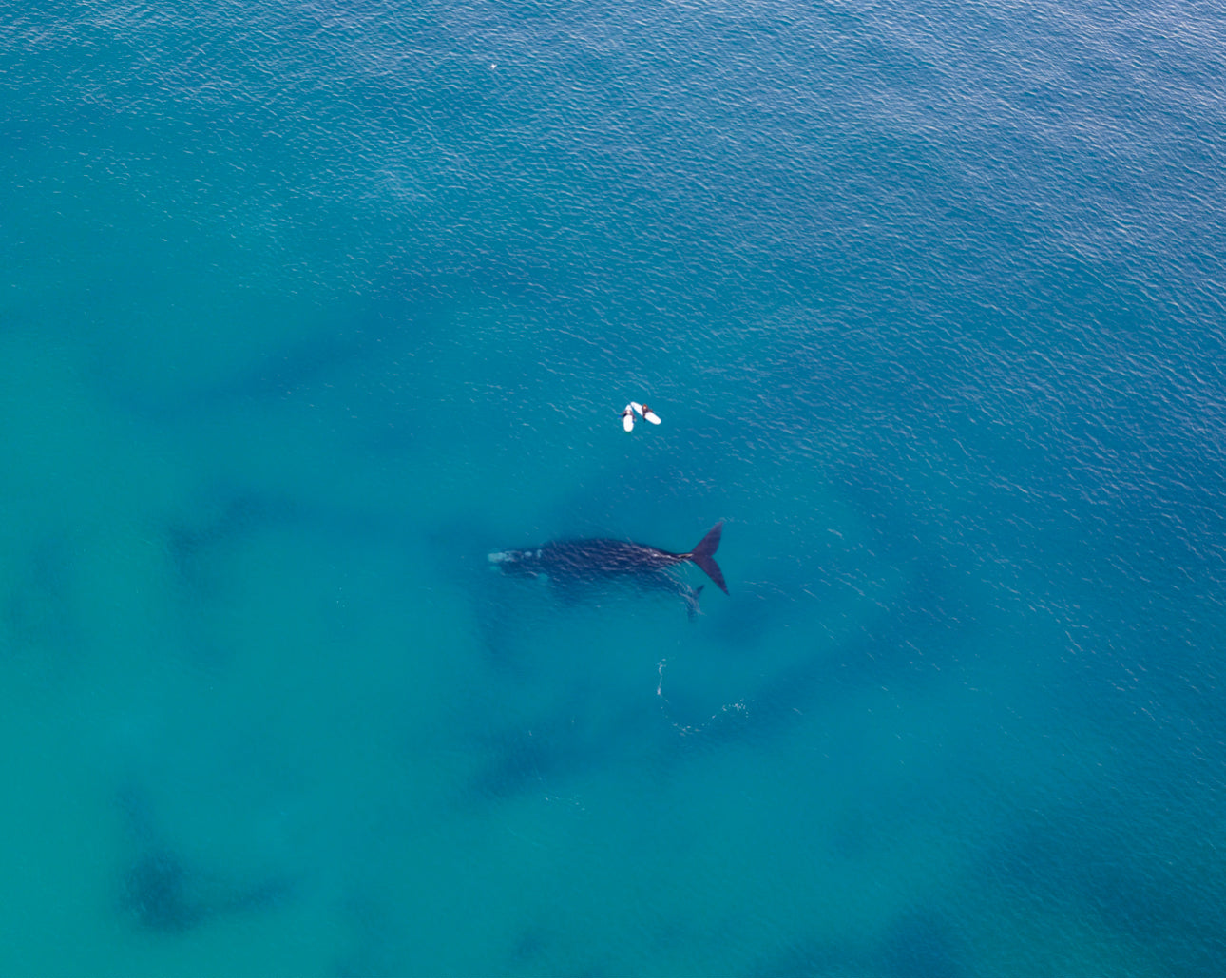 Whales 2025 6