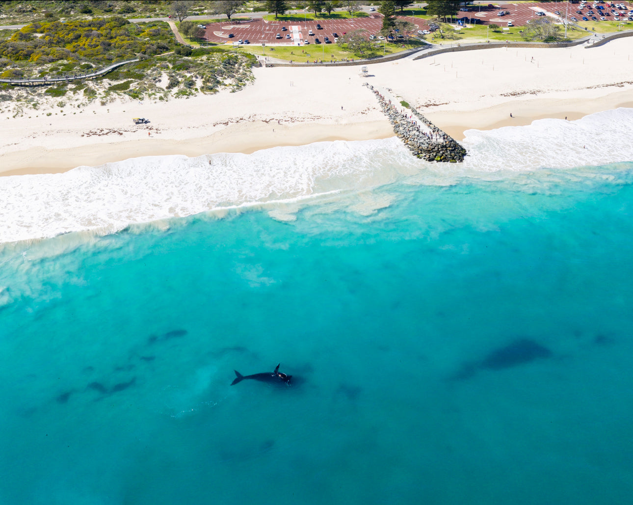 Whales 2025 18