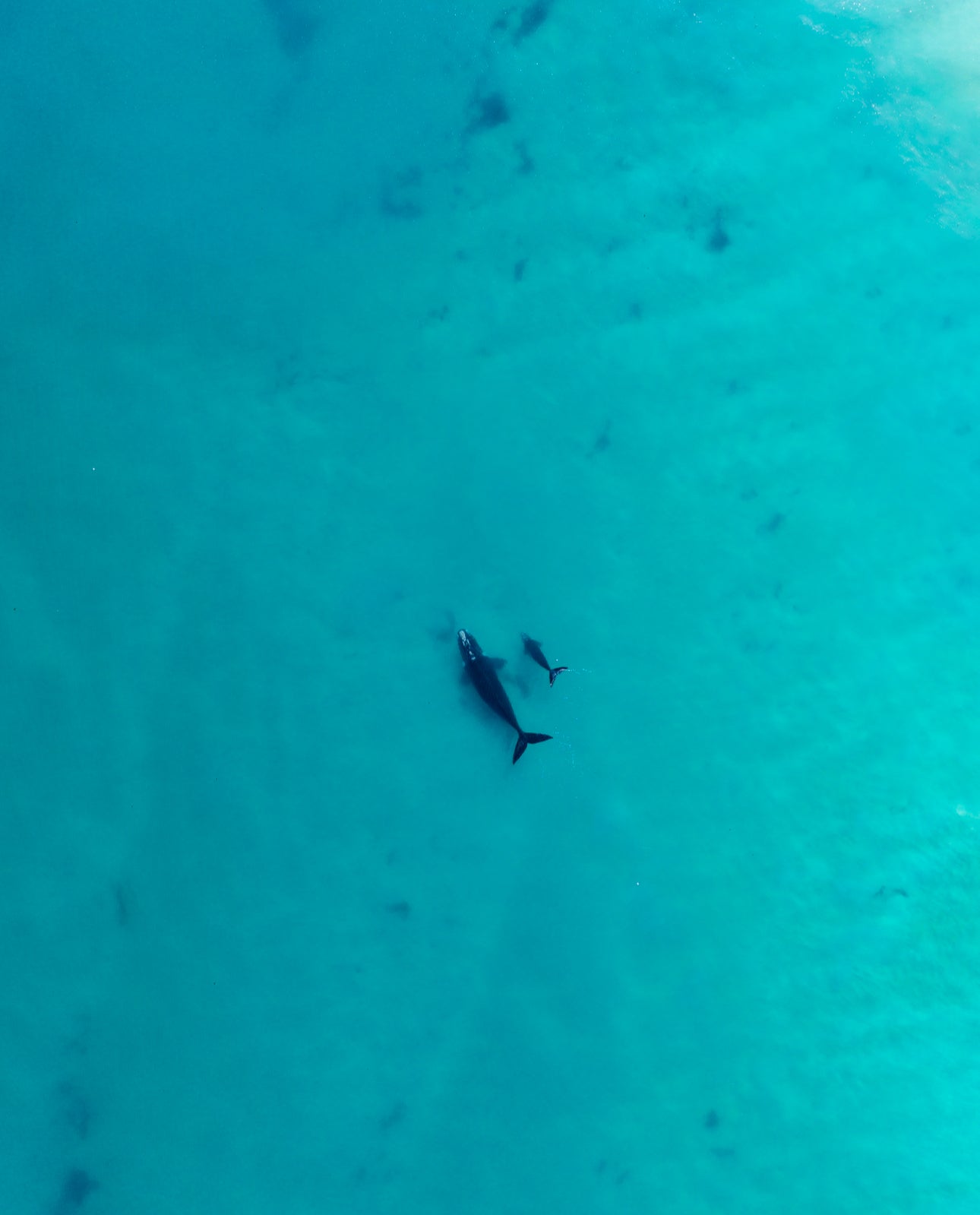 Whales 2025 17