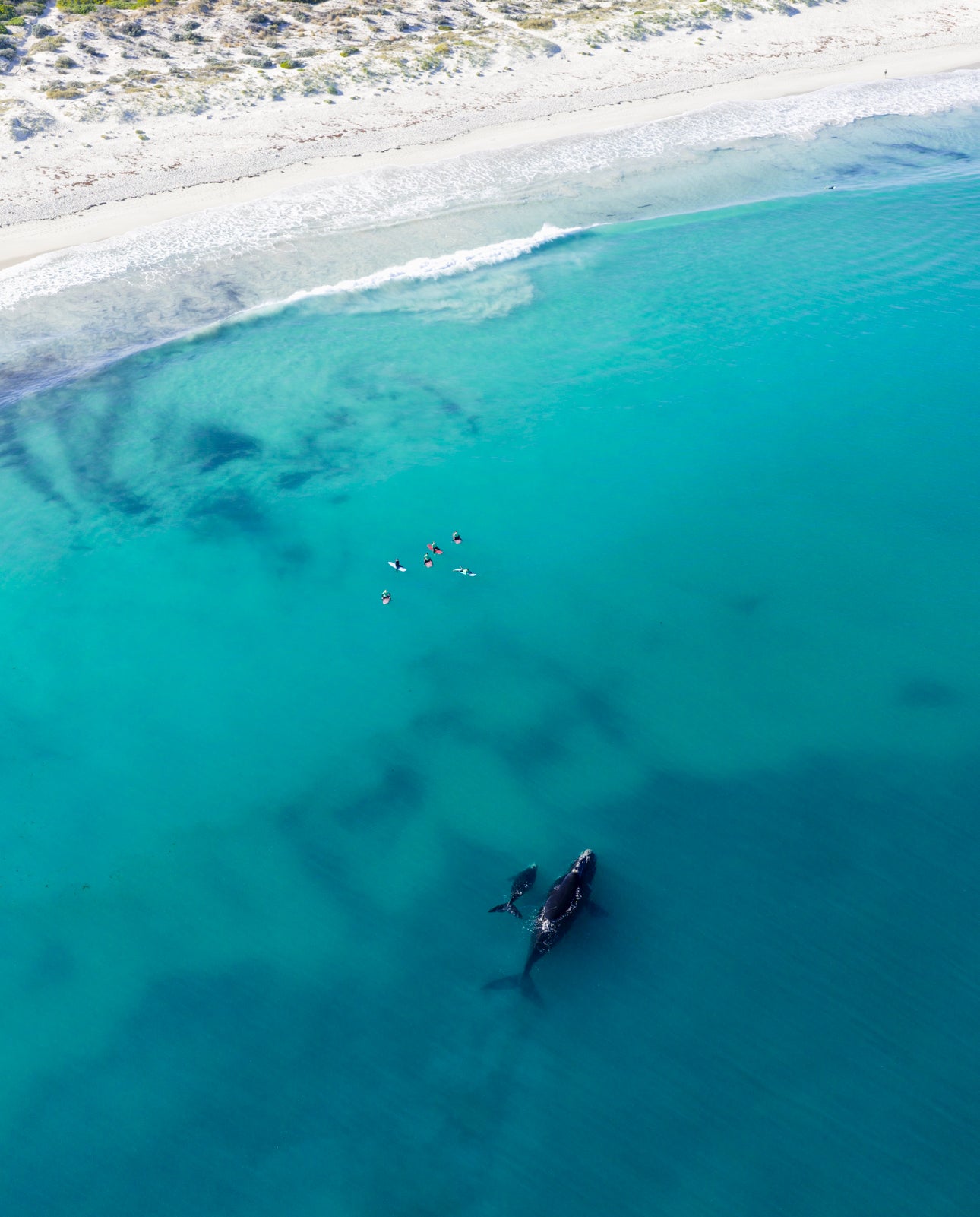Whales 2025 9