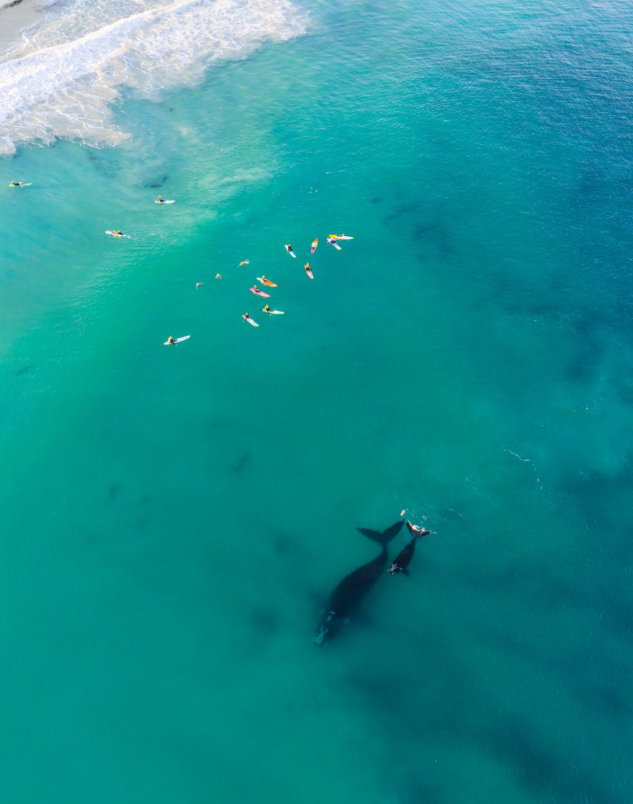 Whales 2025 8