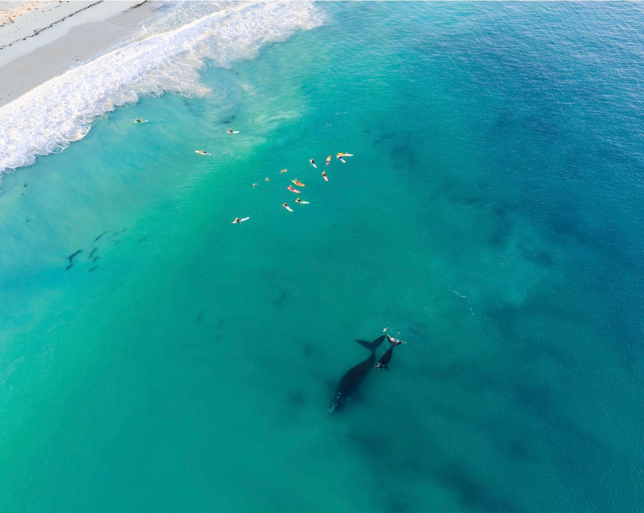 Whales 2025 8