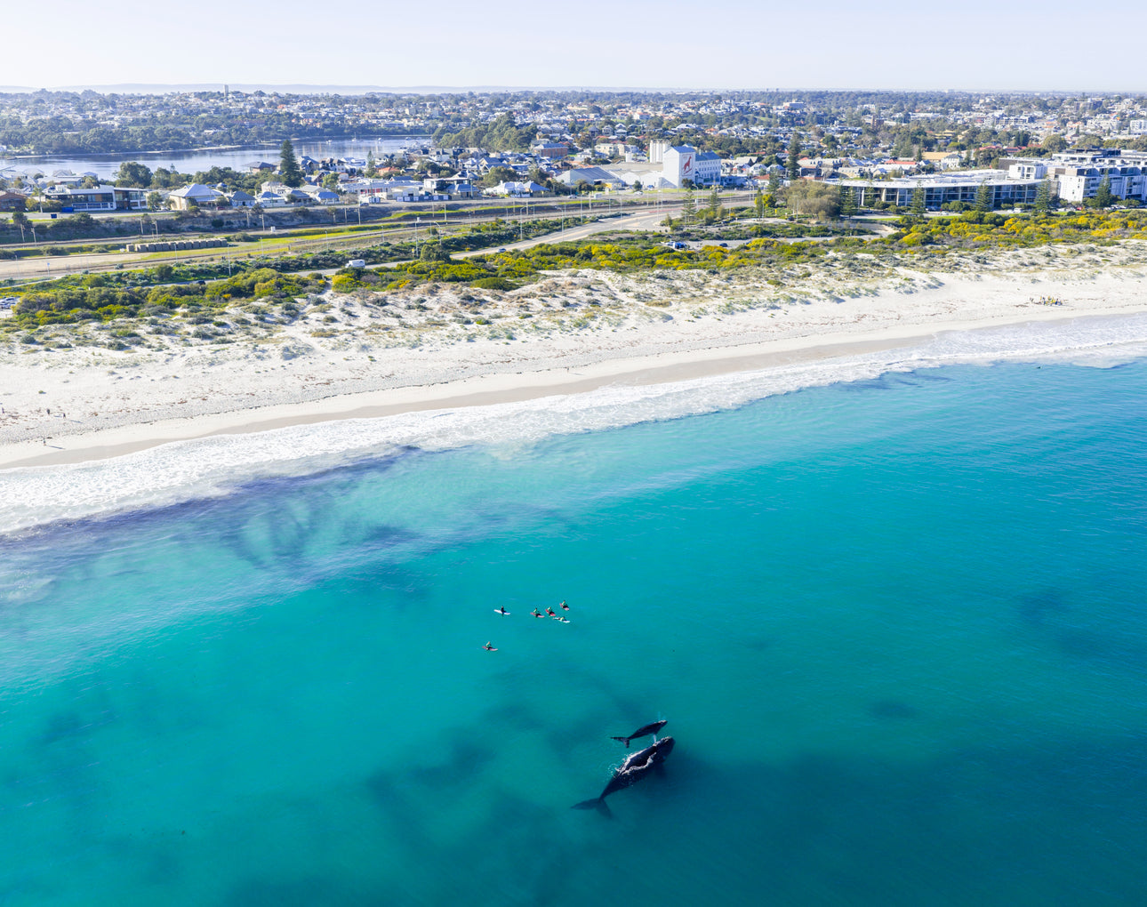 Whales 2025 10