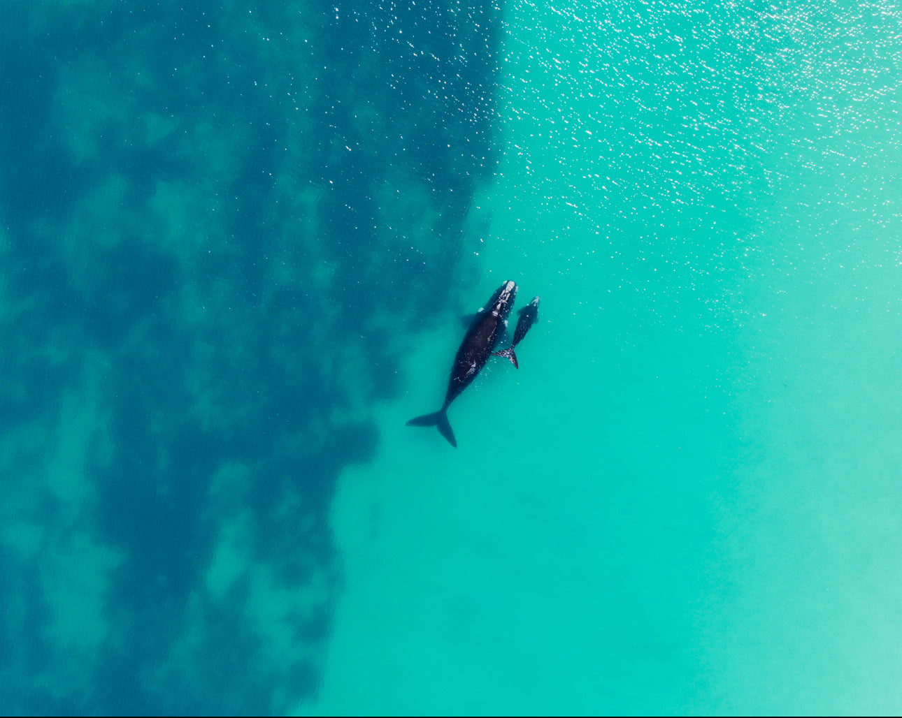 Whales 2025