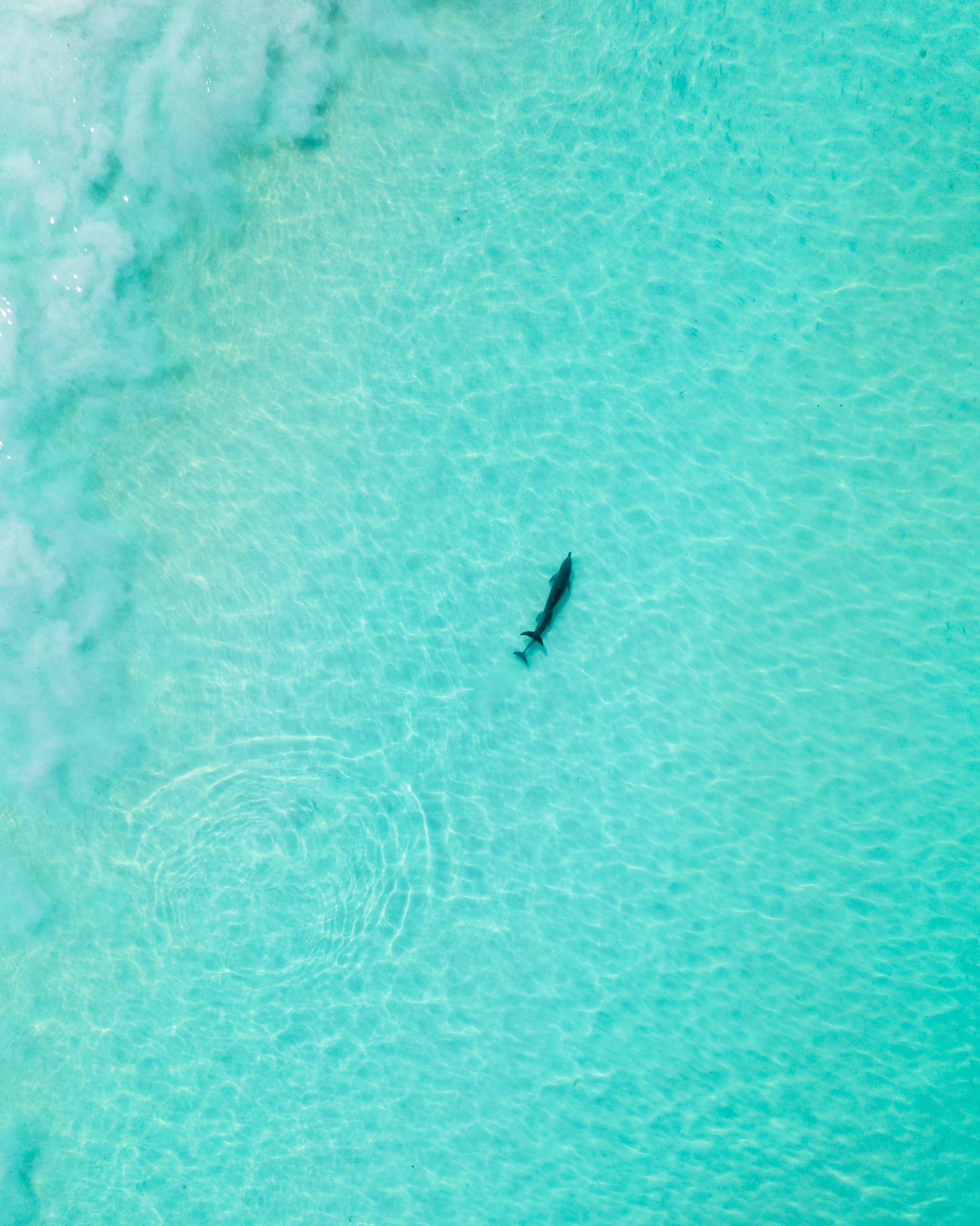 Lancelin Back Beach Dolphins