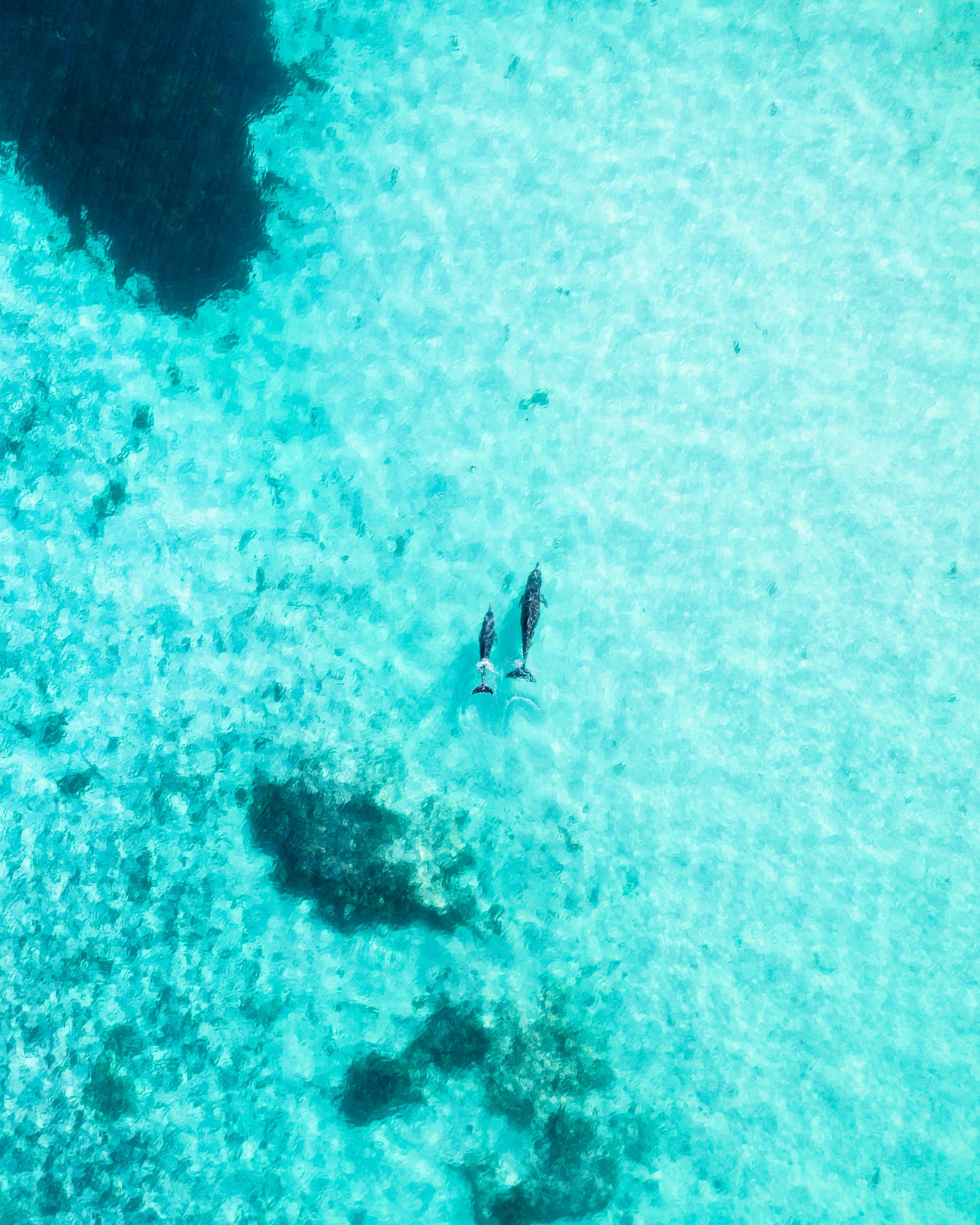 Lancelin Dolphins