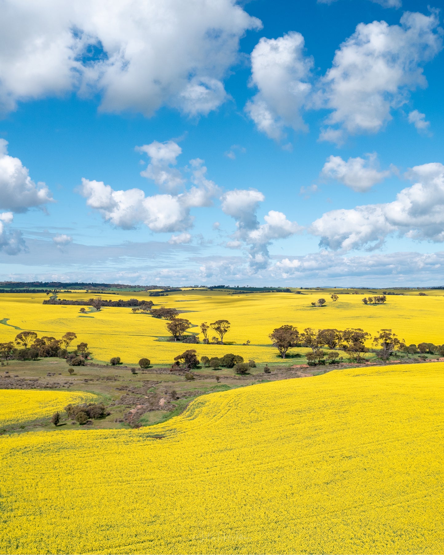Canola Field