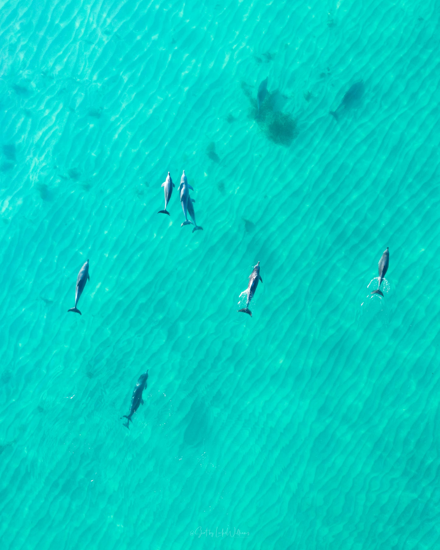 Dolphin Gang