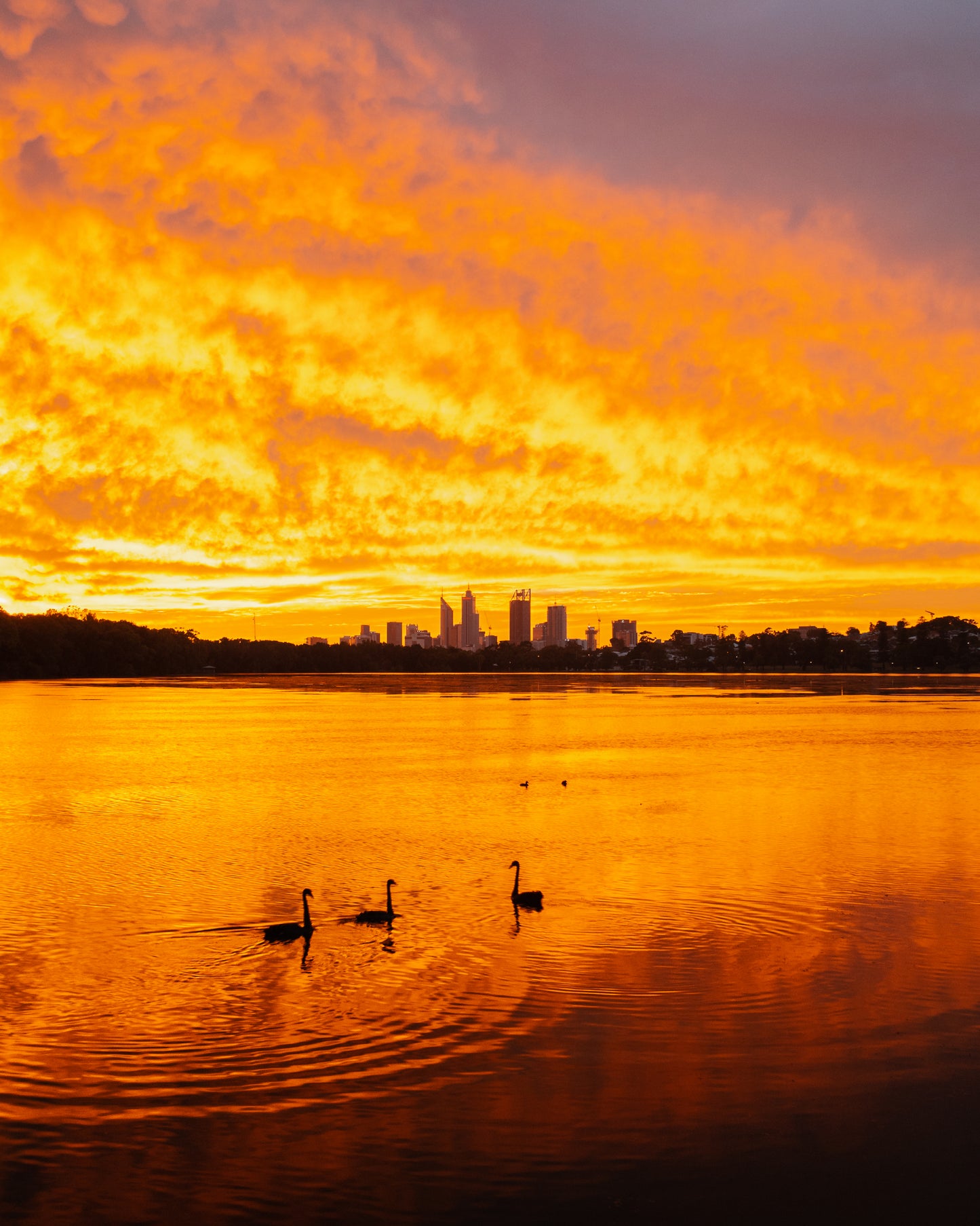 Lake Monger Sunrise Swans