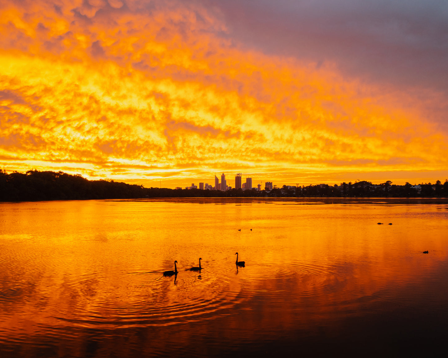 Lake Monger Sunrise Swans