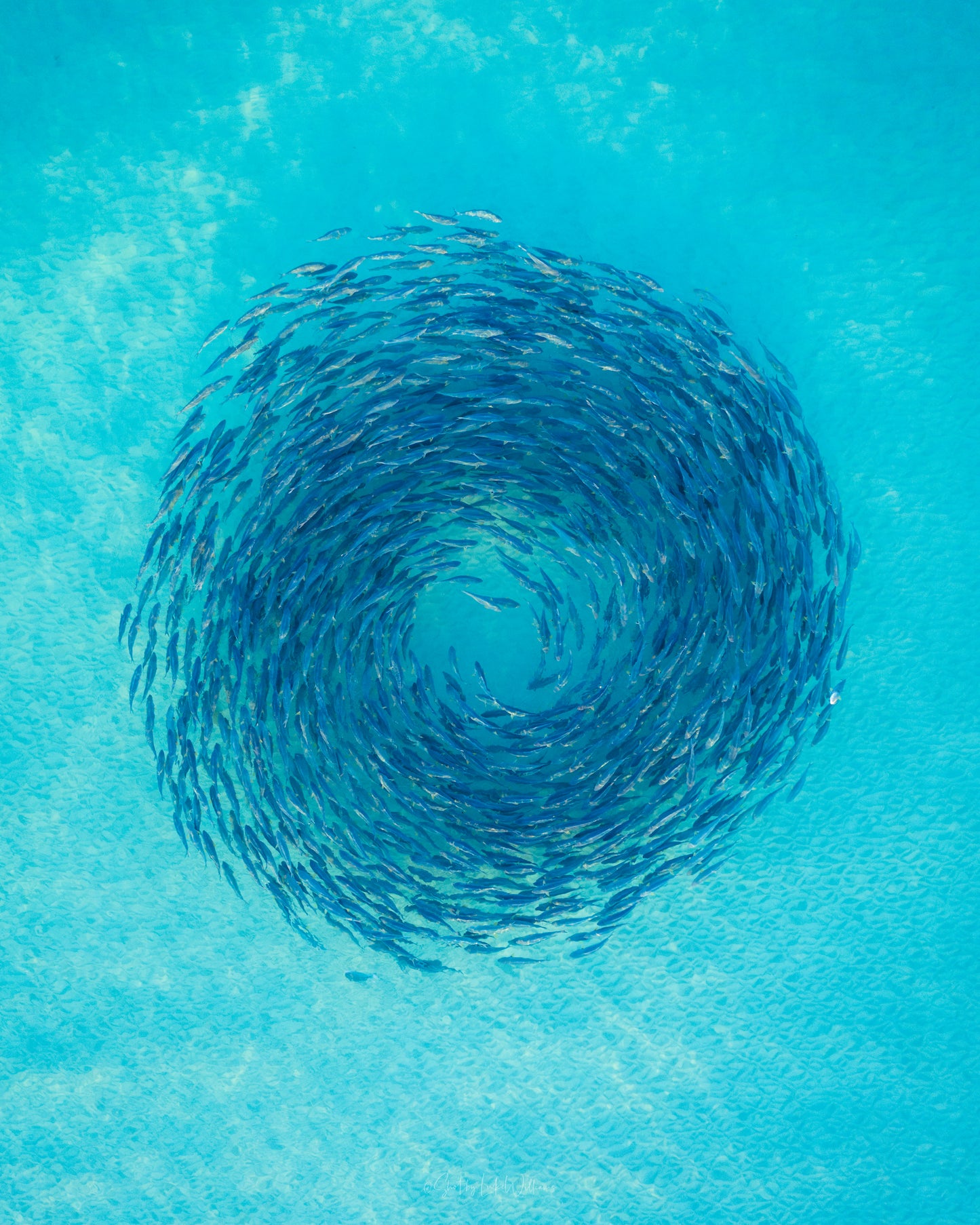 Schooling