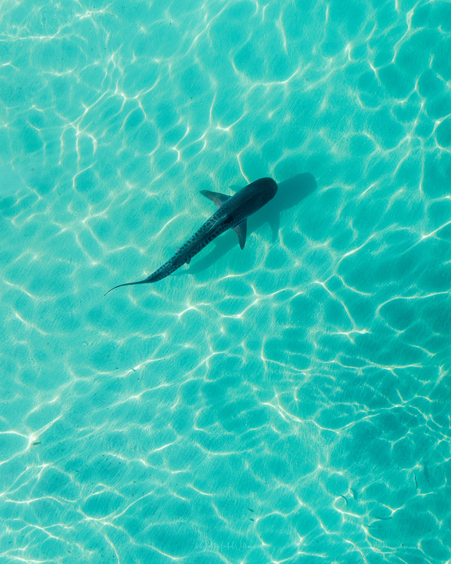 Tiger in the Shallows