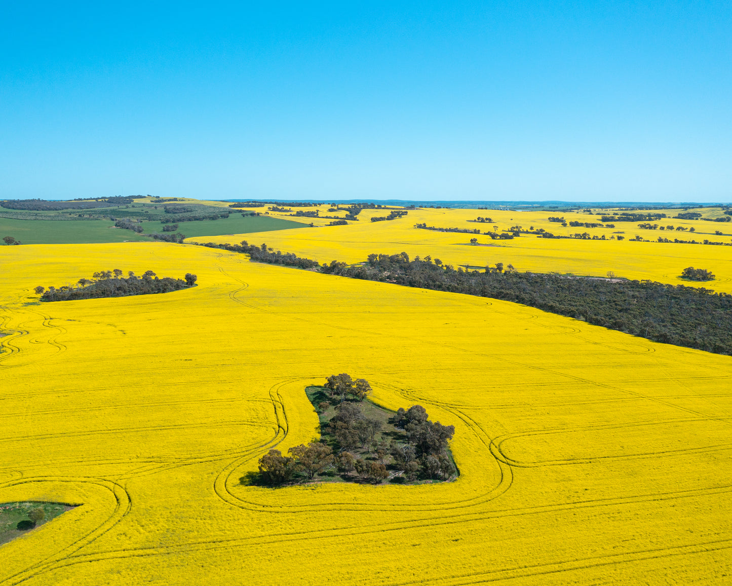 Fields of gold, Toodyay