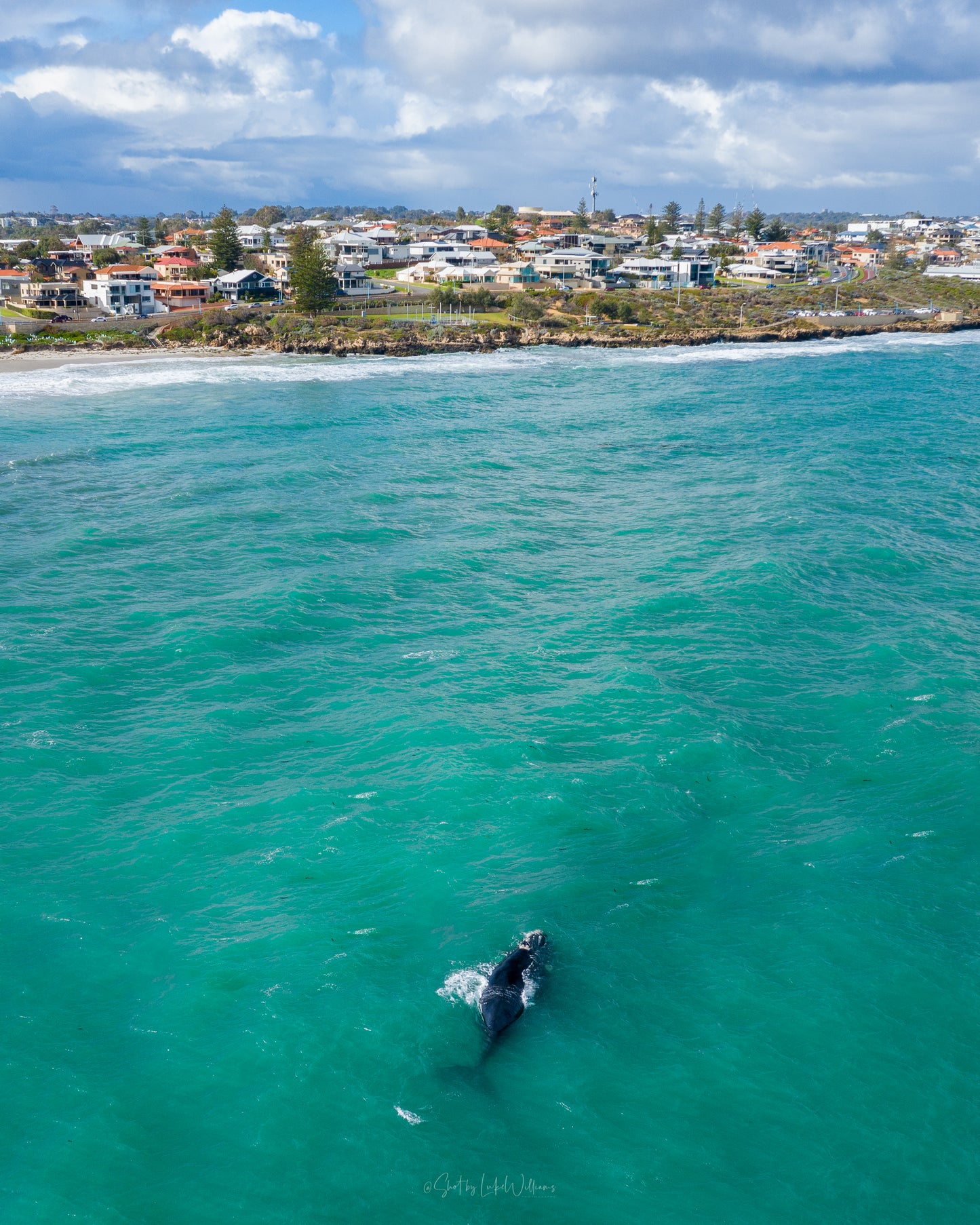 Watermans Whale