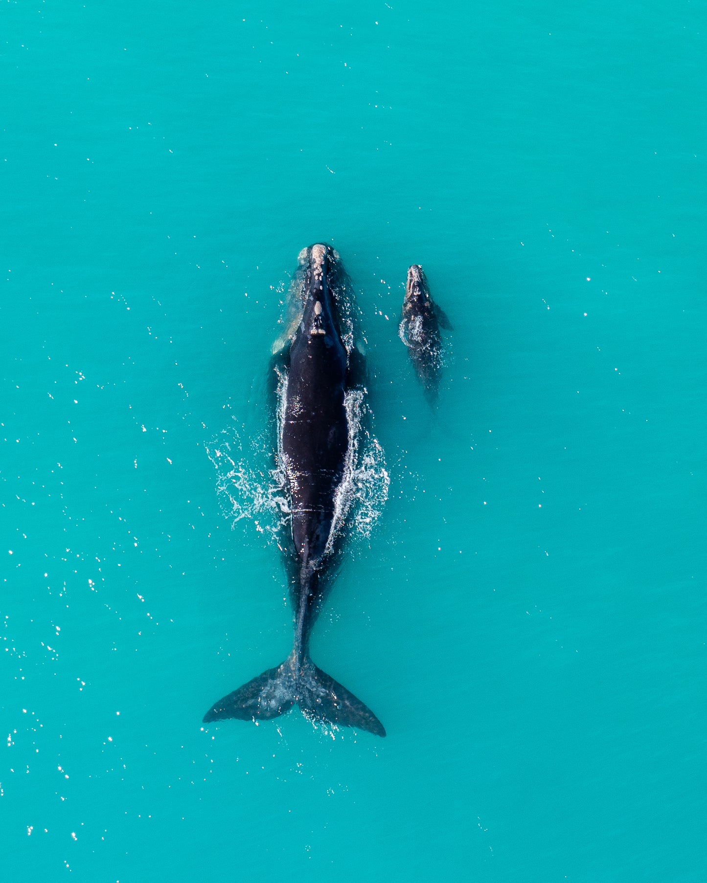 Whale of a time 2