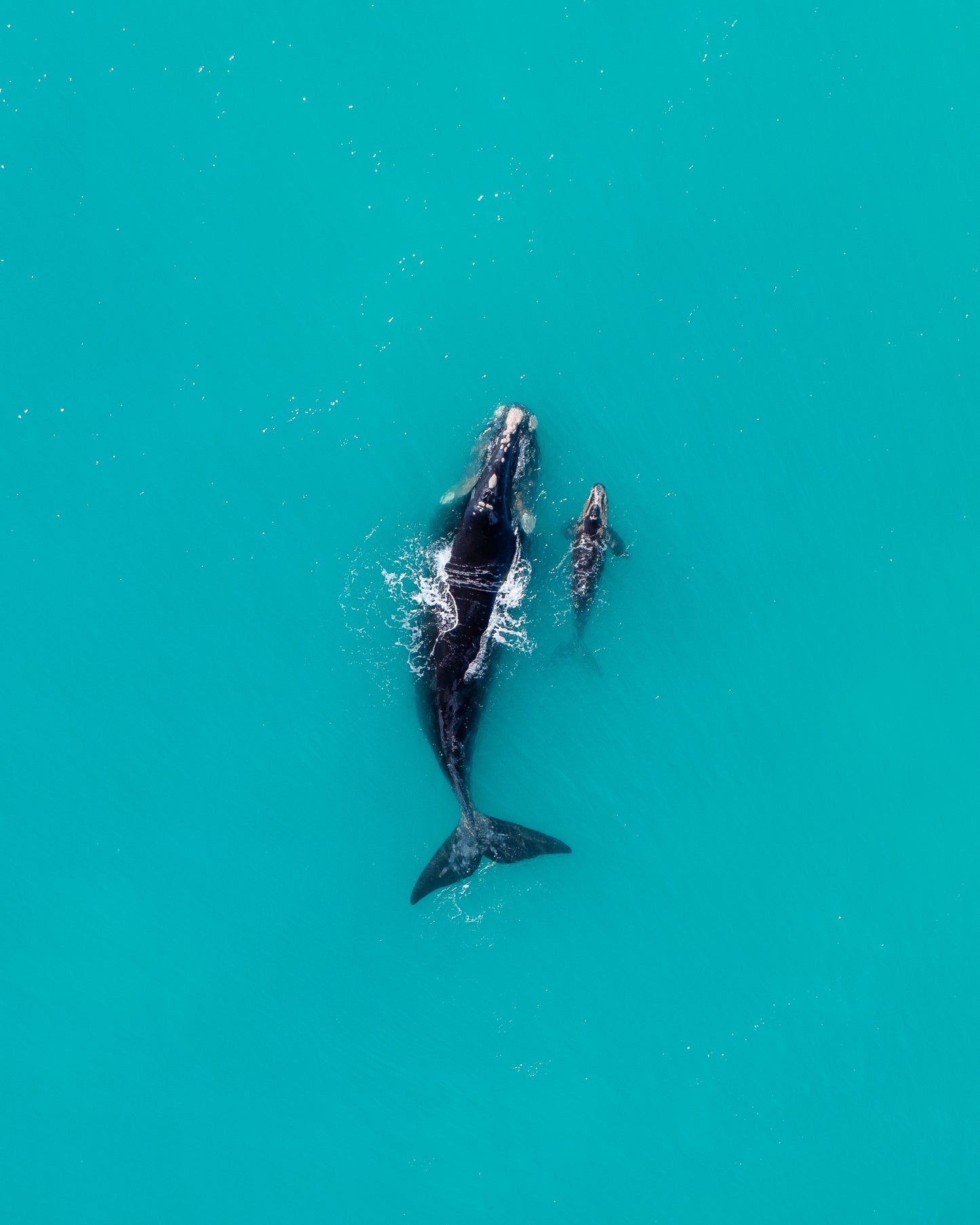 Whale of a time