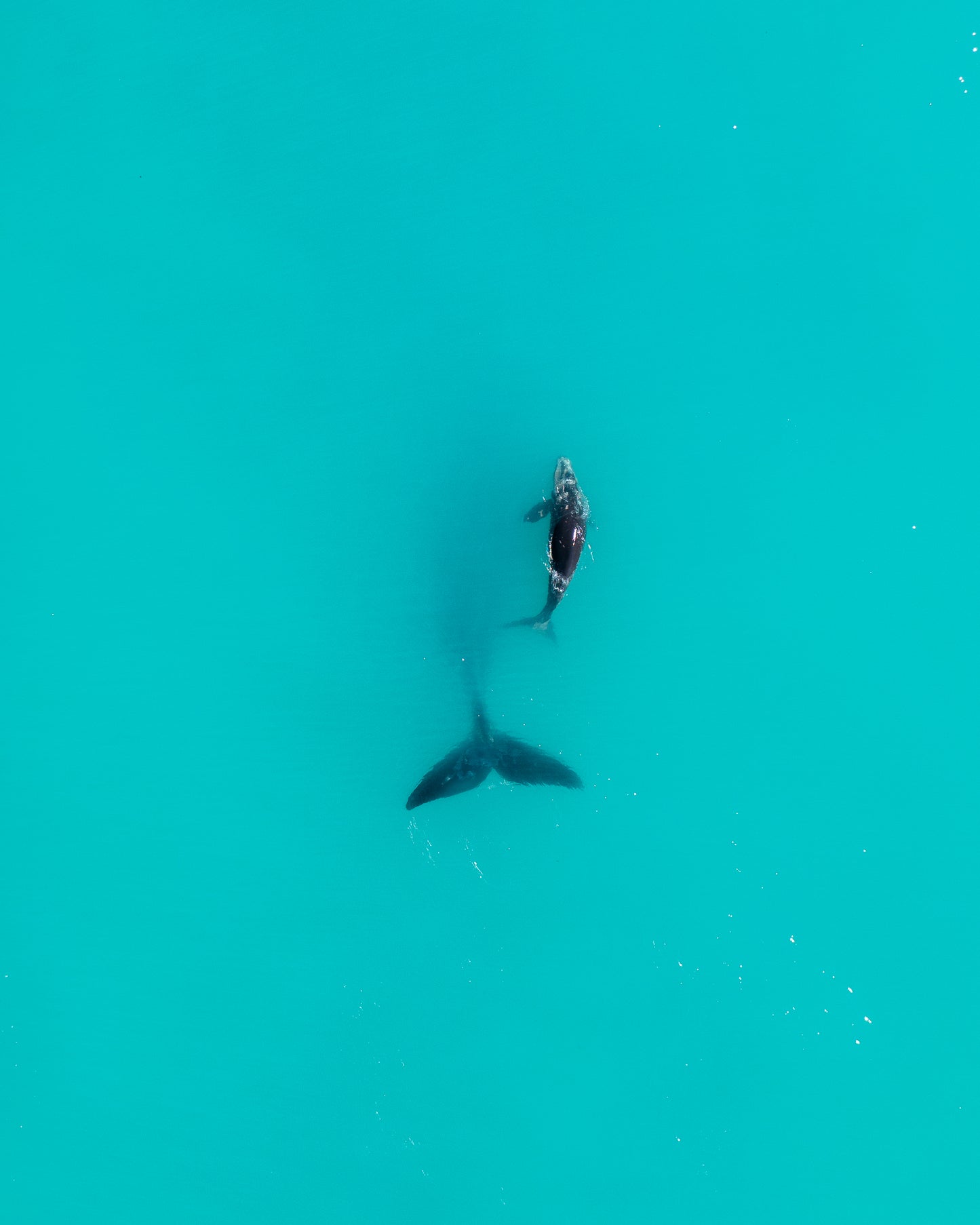 Whale of a time 3
