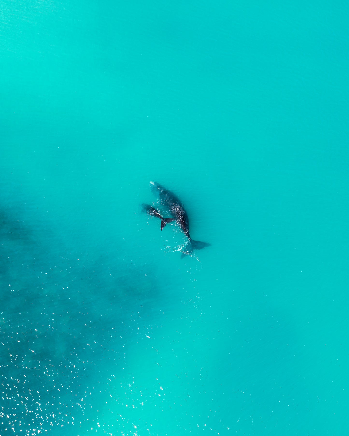 Cottesloe Whales 2
