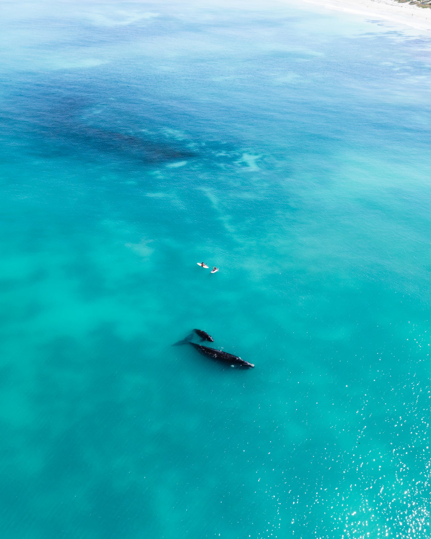 Cottesloe Whales 4