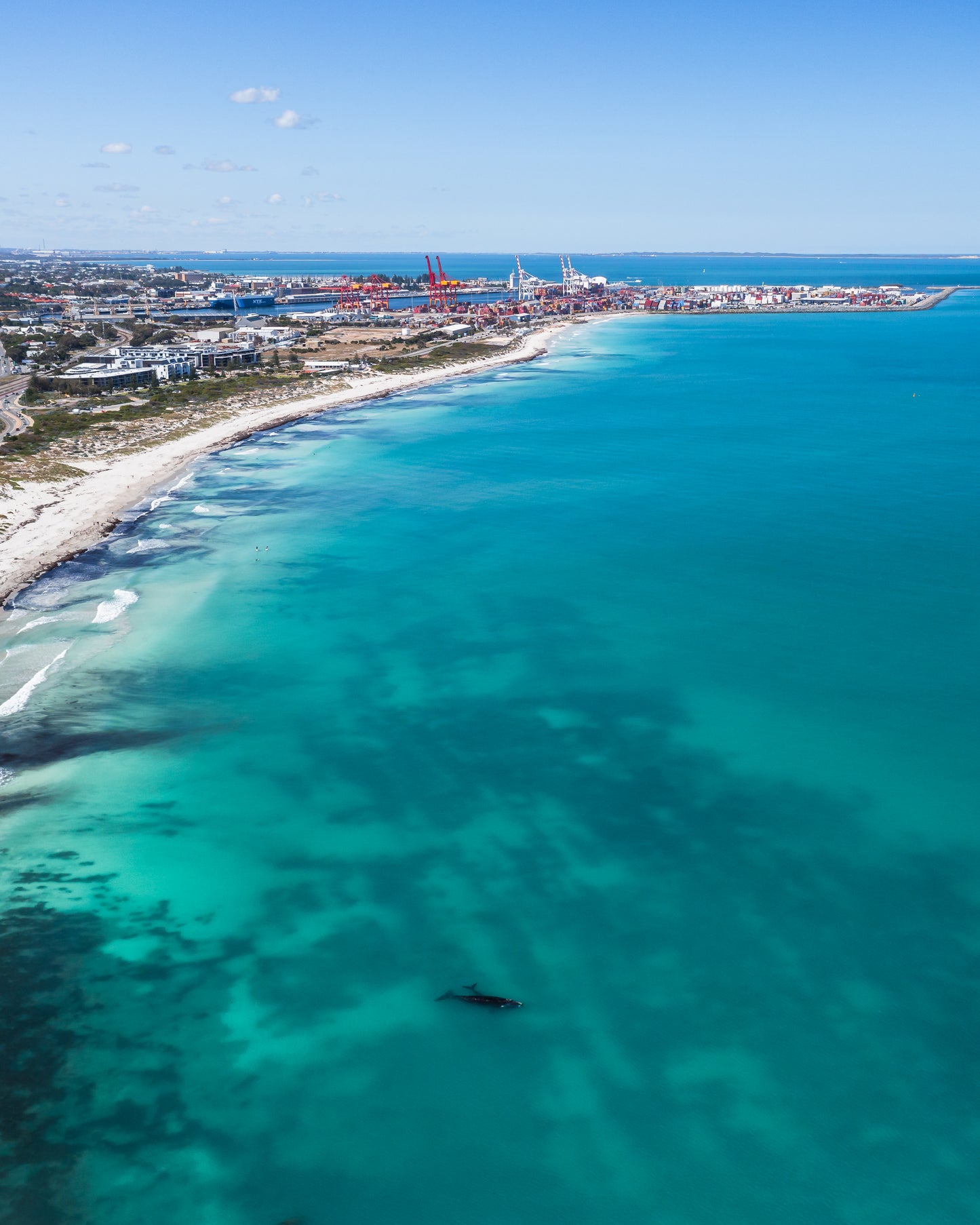 Cottesloe Whales 5