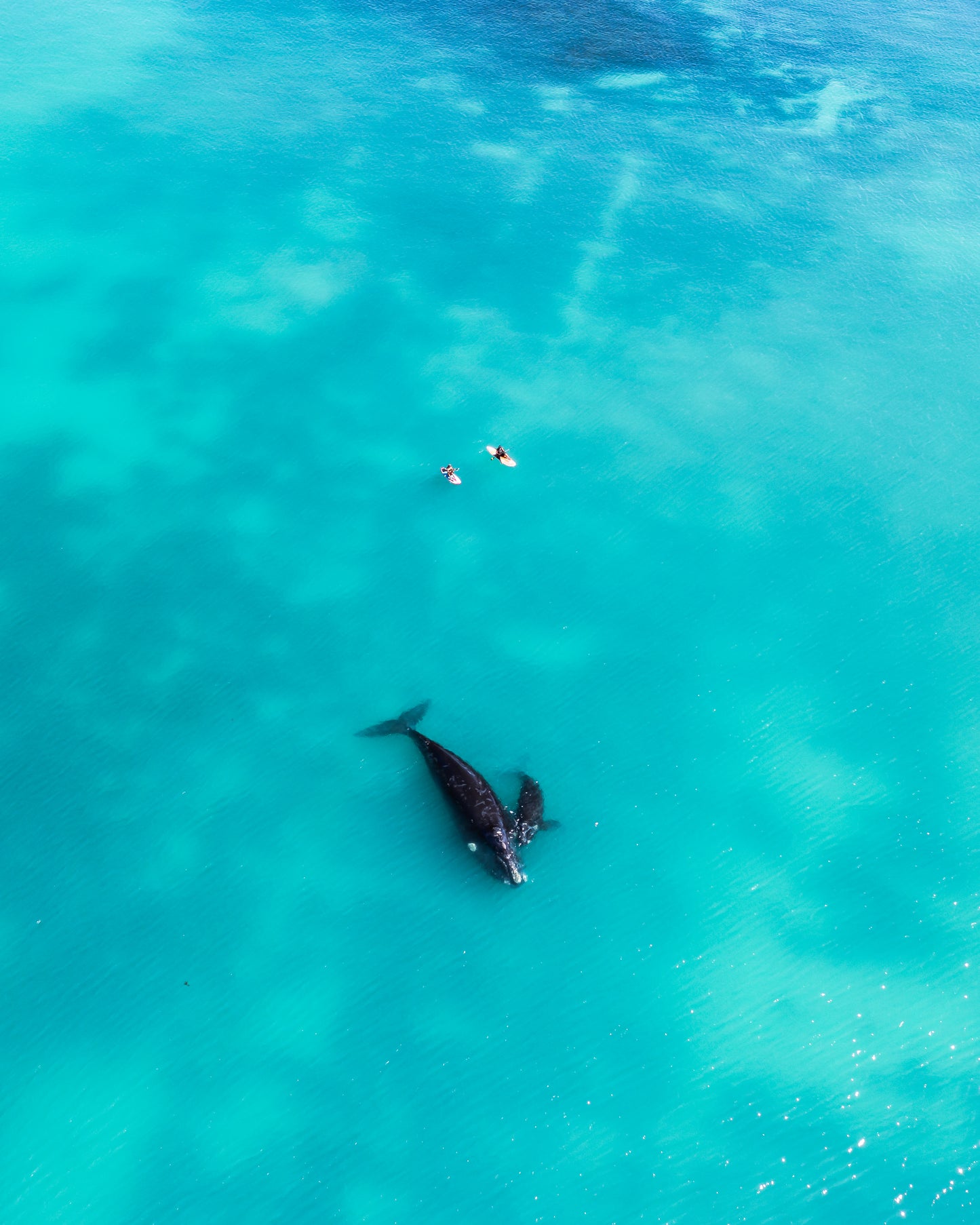 Cottesloe Whales
