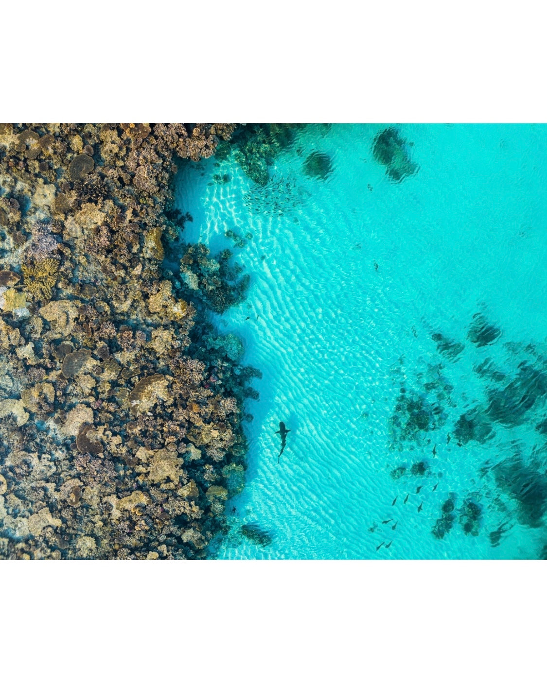 The Reef | Ningaloo