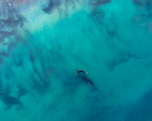 Swimmings with Whales