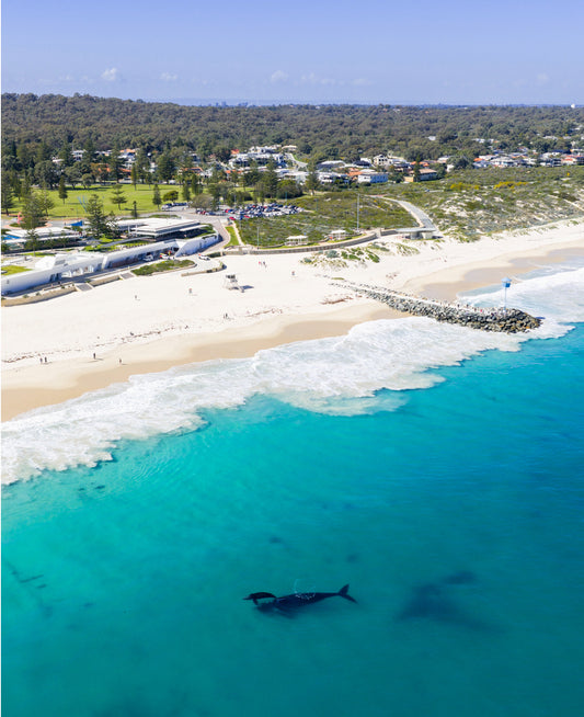 Whales 2025 15