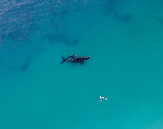 Whales 2025 7