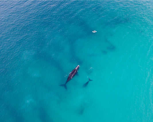Whales 2025 5