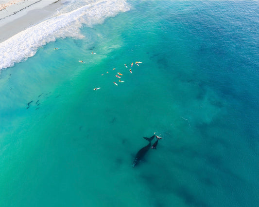 Whales 2025 8