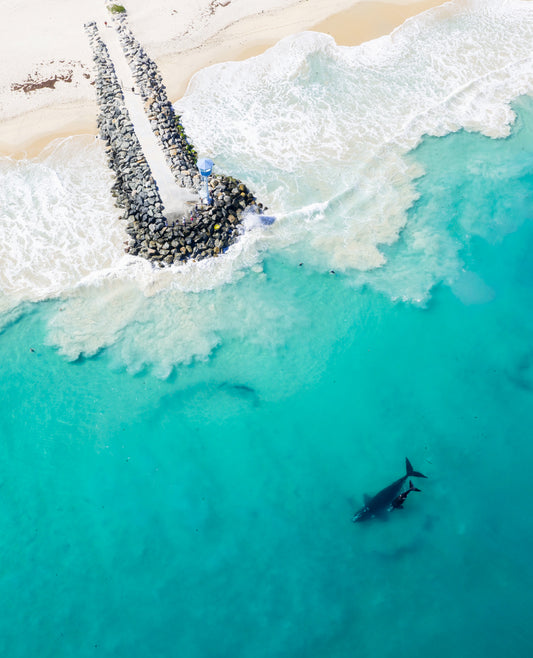 Whales 2025 12