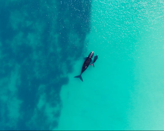 Whales 2025