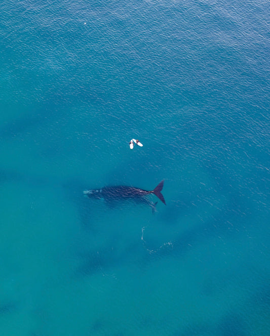 Whales 2025 6